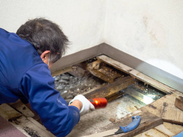 Best Basement Mold Remediation in Brownsville, TN