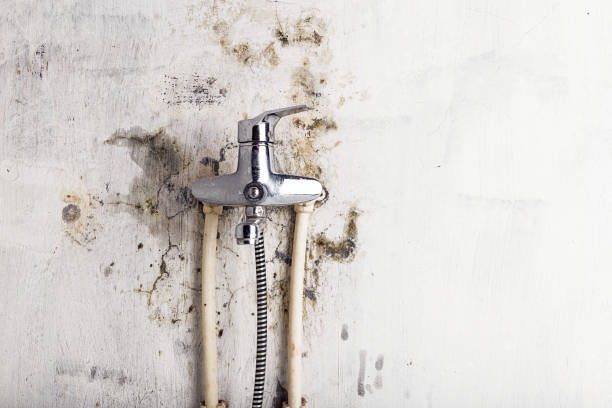 Best Bathroom Mold Remediation in Brownsville, TN