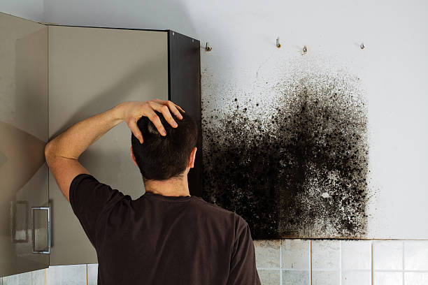 Best Commercial Mold Remediation in Brownsville, TN